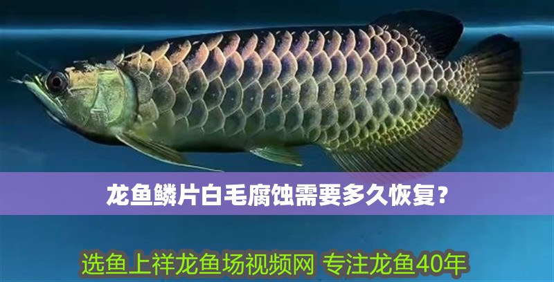 龍魚鱗片白毛腐蝕需要多久恢復(fù)？