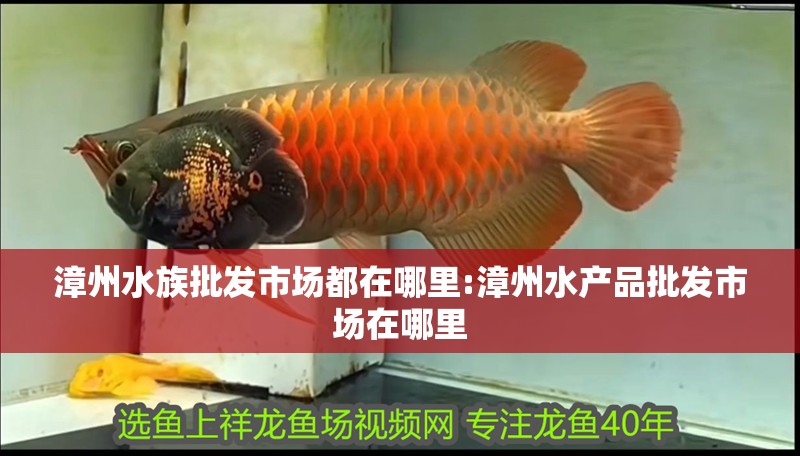 漳州水族批發(fā)市場都在哪里:漳州水產(chǎn)品批發(fā)市場在哪里