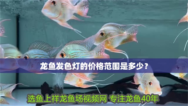 龍魚發色燈的價格范圍是多少？