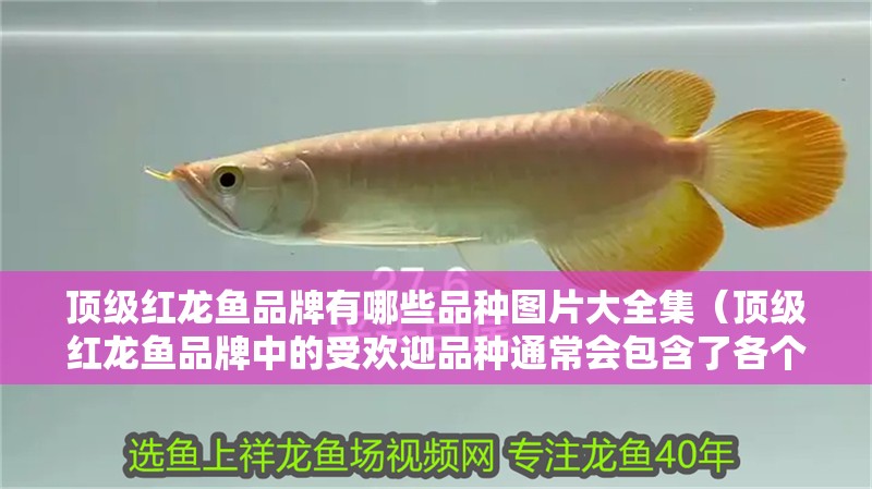 頂級紅龍魚品牌有哪些品種圖片大全集（頂級紅龍魚品牌中的受歡迎品種通常會包含了各個品種成長階段的對比圖）
