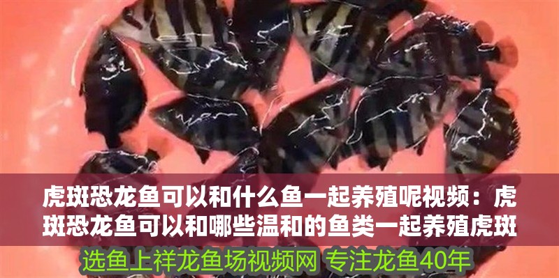 虎斑恐龍魚可以和什么魚一起養殖呢視頻：虎斑恐龍魚可以和哪些溫和的魚類一起養殖虎斑恐龍魚