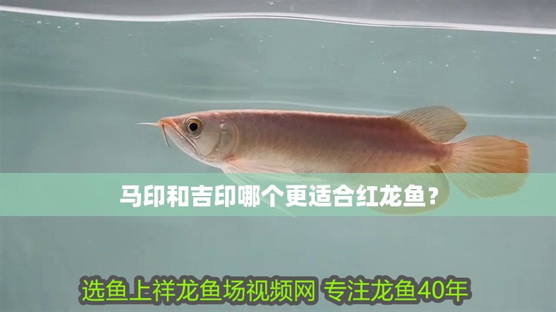 馬印和吉印哪個更適合紅龍魚？
