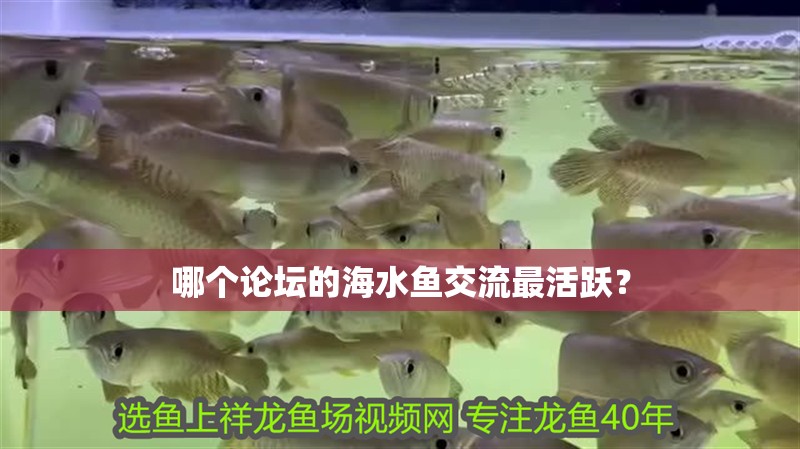 哪個論壇的海水魚交流最活躍？