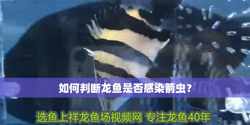 如何判斷龍魚是否感染箭蟲？