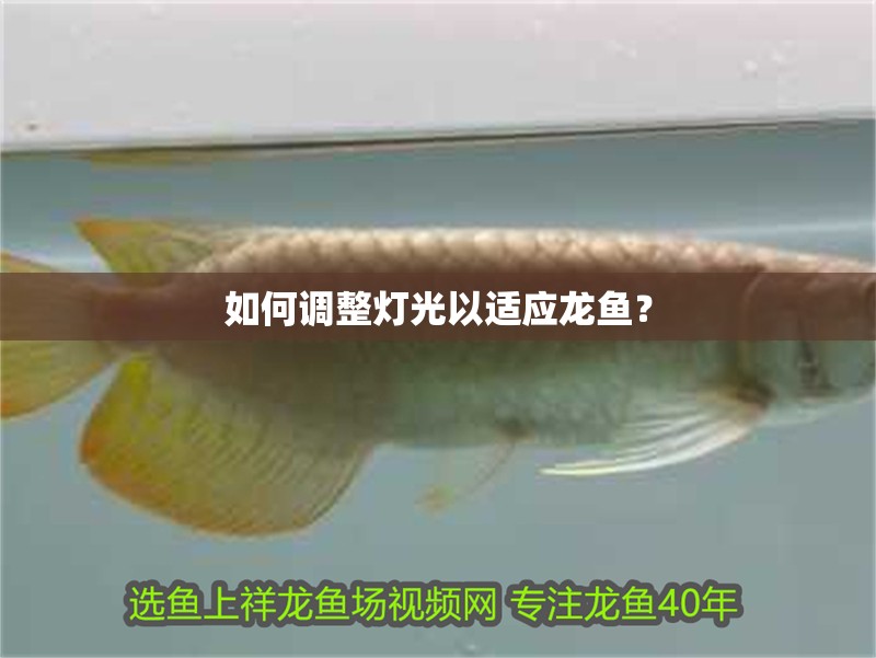 如何調(diào)整燈光以適應(yīng)龍魚？