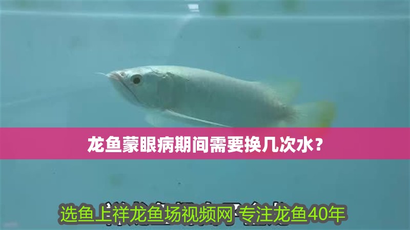 龍魚蒙眼病期間需要換幾次水？