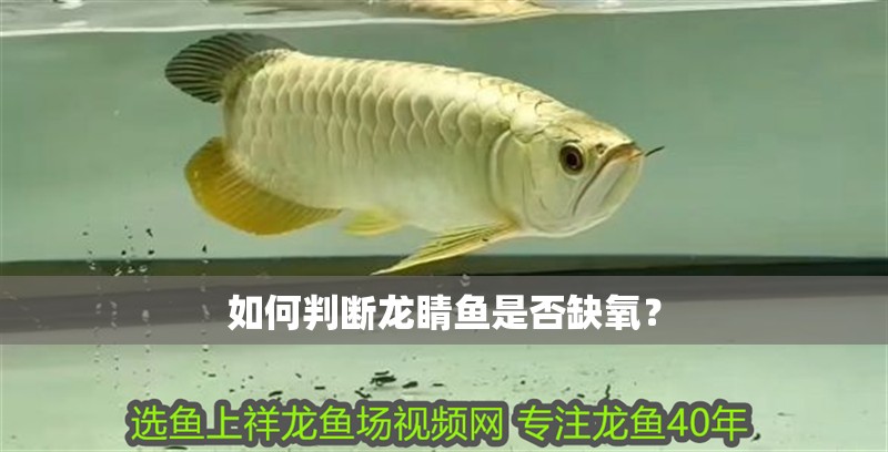 如何判斷龍睛魚是否缺氧？