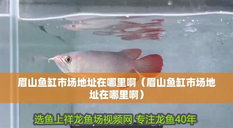眉山魚缸市場地址在哪里啊（眉山魚缸市場地址在哪里啊）