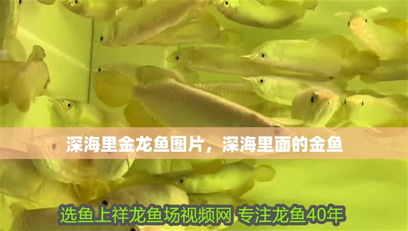 深海里金龍魚圖片，深海里面的金魚