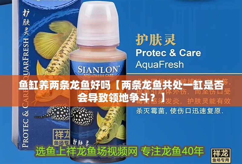 魚缸養兩條龍魚好嗎【兩條龍魚共處一缸是否會導致領地爭斗？】
