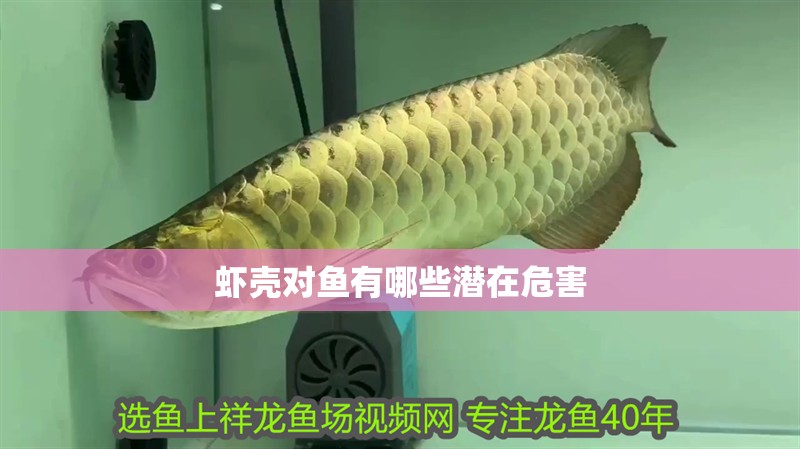 蝦殼對魚有哪些潛在危害