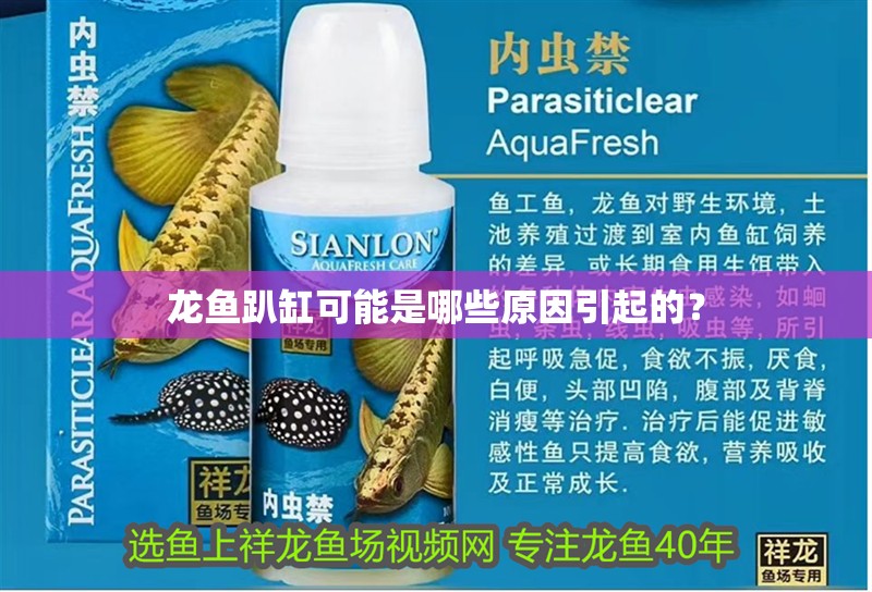 龍魚怕什么 龍魚趴缸可能是哪些原因引起的? 龍魚百科 龍魚趴缸可能是哪些原因引起的? 龍魚趴缸可能是哪些原因引起的? 龍魚百科