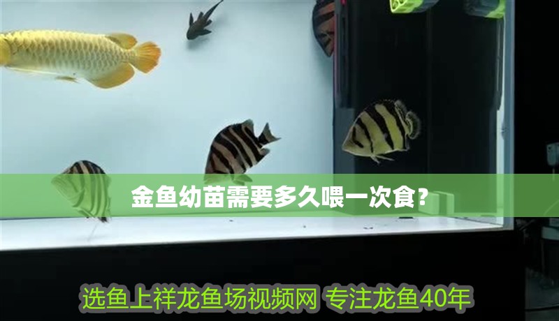 金魚幼苗需要多久喂一次食？