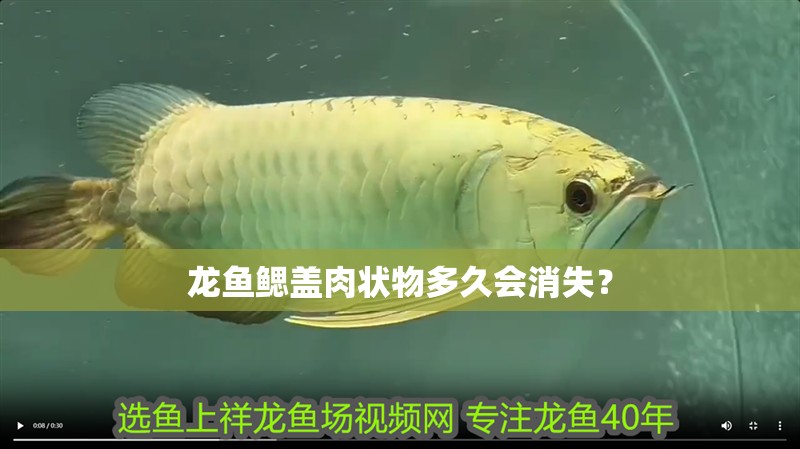 龍魚鰓蓋肉狀物多久會消失？ 龍魚鰓蓋肉狀物多久會消失？ 龍魚百科