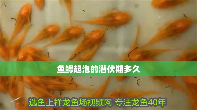 魚鰓起泡的潛伏期多久