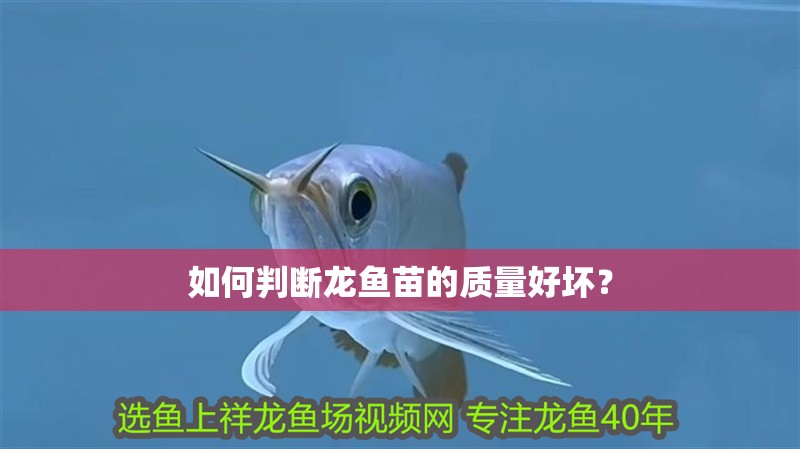 如何判斷龍魚苗的質(zhì)量好壞？