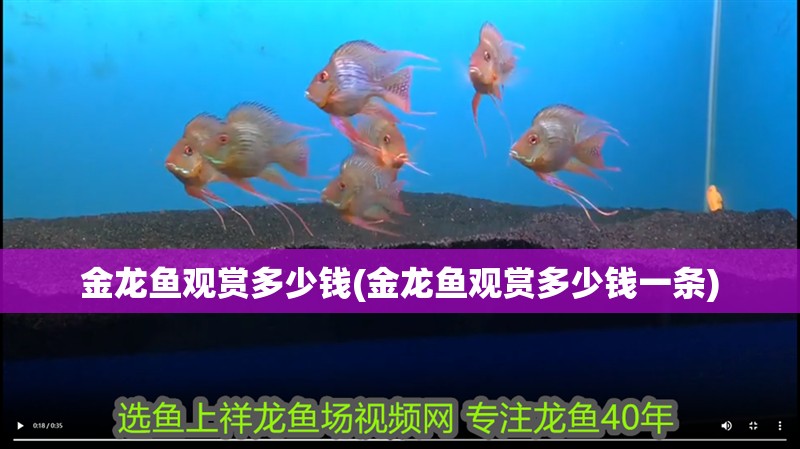 金龍魚觀賞多少錢(金龍魚觀賞多少錢一條)