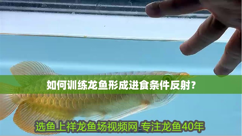 如何訓(xùn)練龍魚(yú)形成進(jìn)食條件反射？