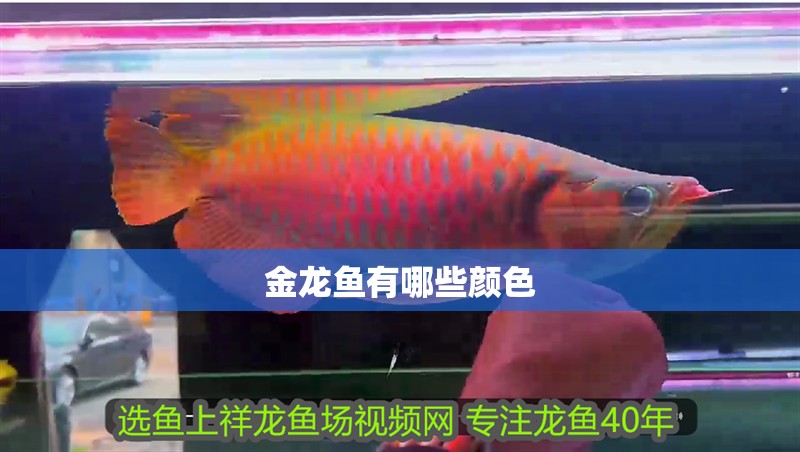 金龍魚有哪些顏色