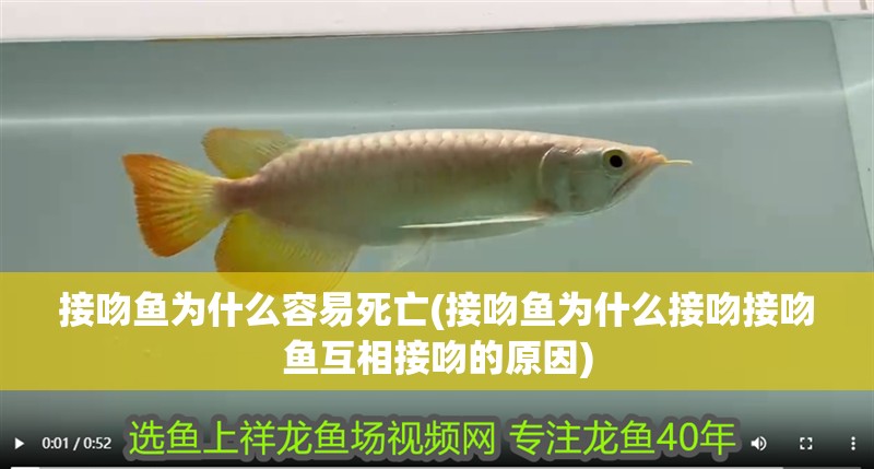 接吻魚為什么容易死亡(接吻魚為什么接吻接吻魚互相接吻的原因)
