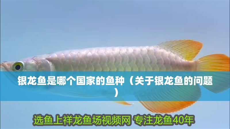 銀龍魚是哪個國家的魚種（關于銀龍魚的問題）