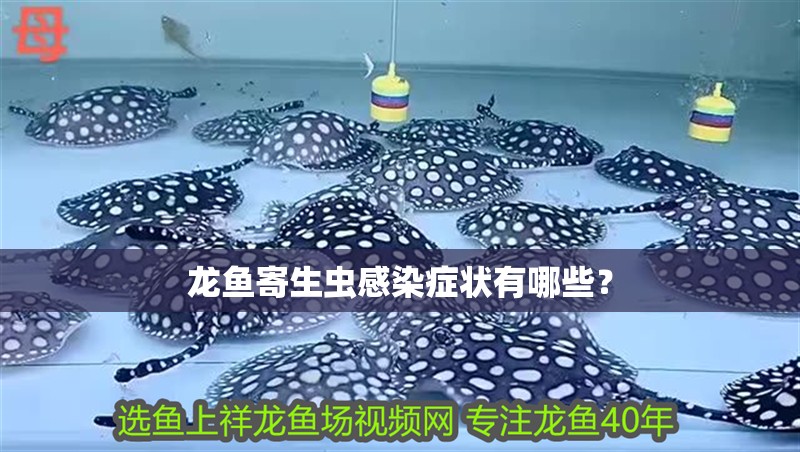龍魚寄生蟲感染癥狀有哪些？