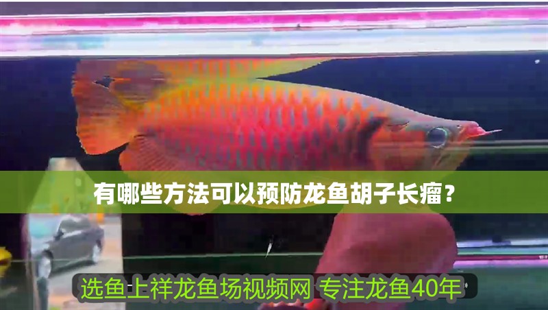 有哪些方法可以預防龍魚胡子長瘤？