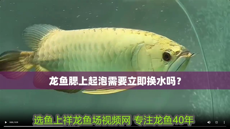 龍魚腮上起泡需要立即換水嗎？