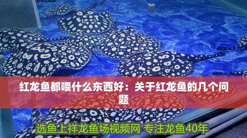 紅龍魚都喂什么東西好：關(guān)于紅龍魚的幾個(gè)問(wèn)題