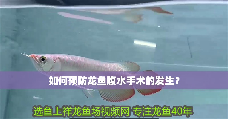 如何預防龍魚腹水手術的發生？