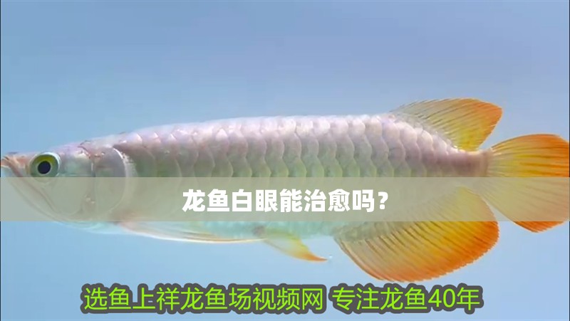 龍魚白眼能治愈嗎？