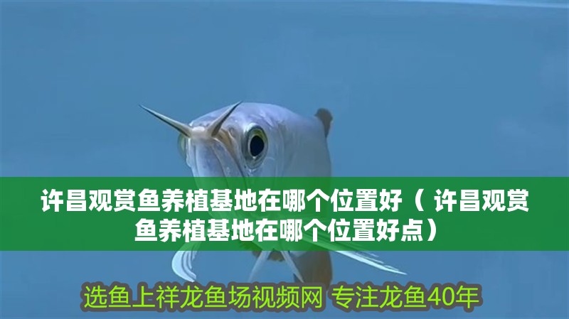 許昌觀賞魚養(yǎng)植基地在哪個位置好（ 許昌觀賞魚養(yǎng)植基地在哪個位置好點）