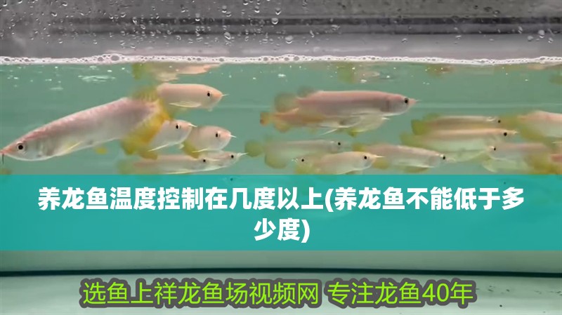 養龍魚溫度控制在幾度以上(養龍魚不能低于多少度)