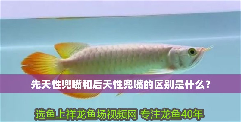 魚缸過濾器選購指南:自制魚缸過濾器魚缸上置過濾器對于養魚愛好者的必備知識 先天性兜嘴和后天性兜嘴的區別是什么? 龍魚百科 先天性兜嘴和后天性兜嘴的區別是什么? 先天性兜嘴和后天性兜嘴的區別是什么? 龍魚百科