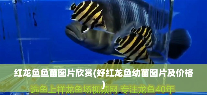 紅龍魚魚苗圖片欣賞(好紅龍魚幼苗圖片及價格)