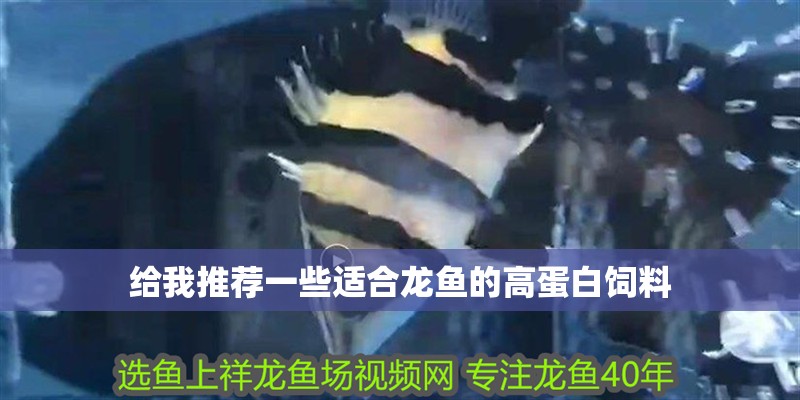 給我推薦一些適合龍魚的高蛋白飼料