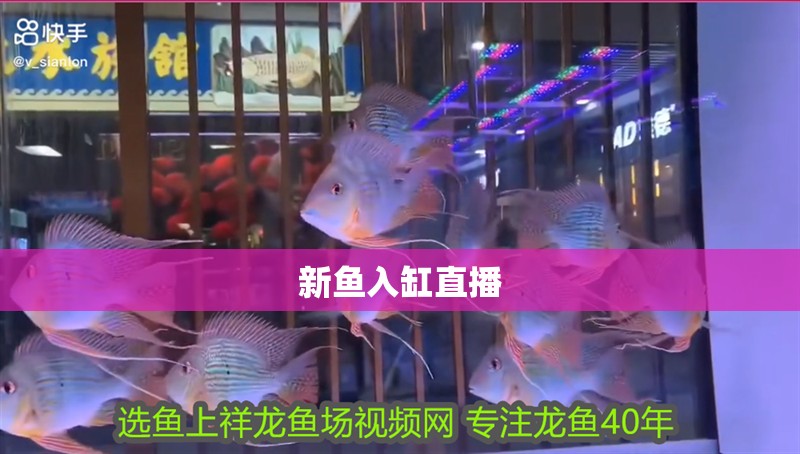 新魚入缸直播