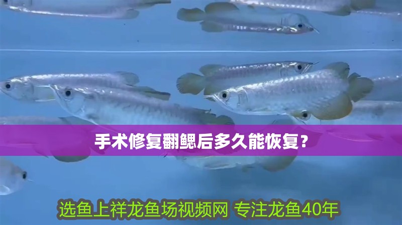 我的虎魚(yú)真菌感染了要怎么處理 手術(shù)修復(fù)翻鰓后多久能恢復(fù)? 龍魚(yú)百科 手術(shù)修復(fù)翻鰓后多久能恢復(fù)? 手術(shù)修復(fù)翻鰓后多久能恢復(fù)? 龍魚(yú)百科