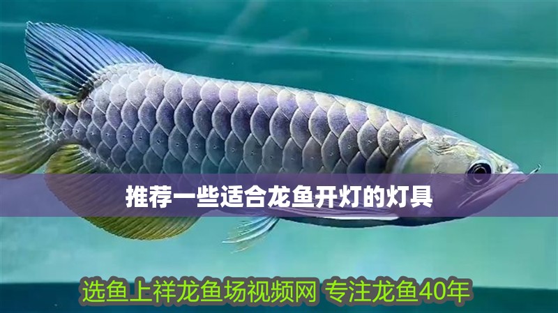 推薦一些適合龍魚開燈的燈具