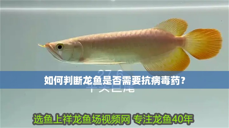 如何判斷龍魚是否需要抗病毒藥？