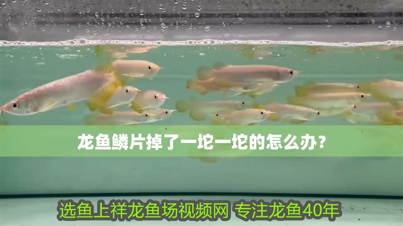 龍魚鱗片掉了一坨一坨的怎么辦？ 龍魚鱗片掉了一坨一坨的怎么辦？ 龍魚百科