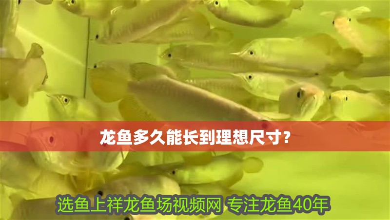 龍魚多久能長到理想尺寸？