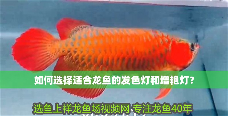 如何選擇適合龍魚的發色燈和增艷燈？