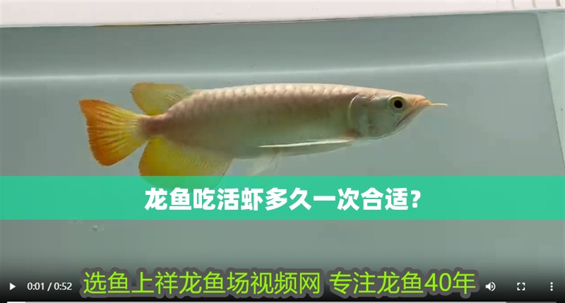 龍魚吃活蝦多久一次合適？
