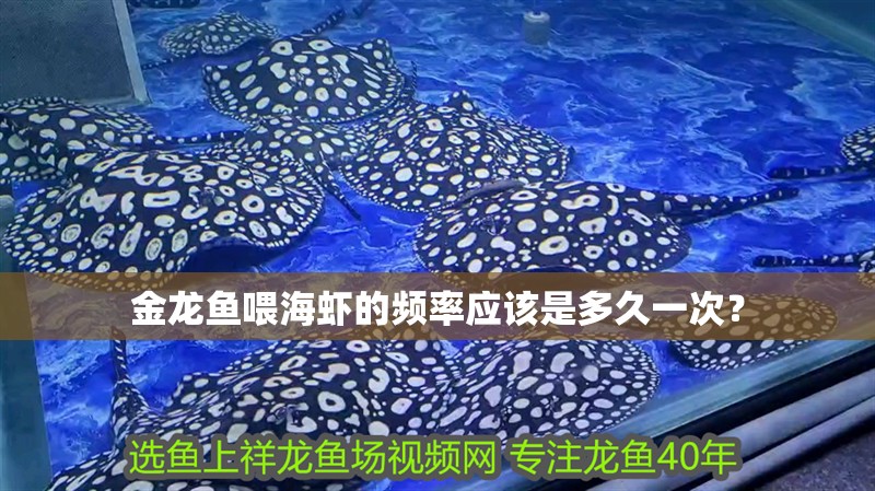 金龍魚喂海蝦的頻率應該是多久一次？