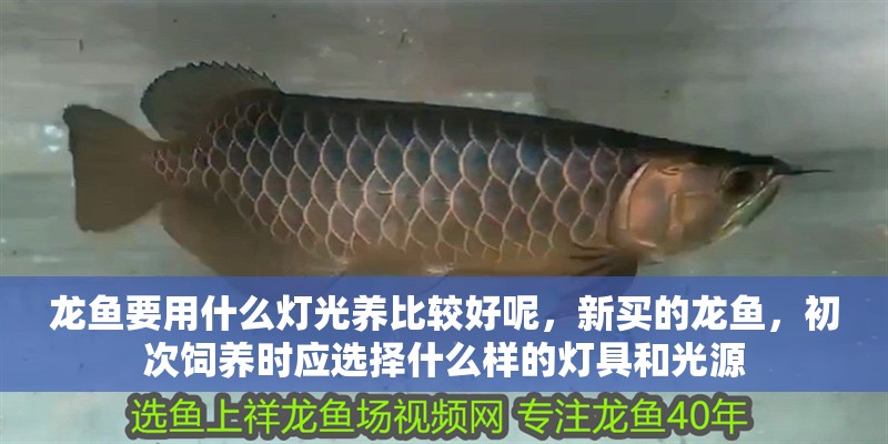 龍魚要用什么燈光養比較好呢，新買的龍魚，初次飼養時應選擇什么樣的燈具和光源