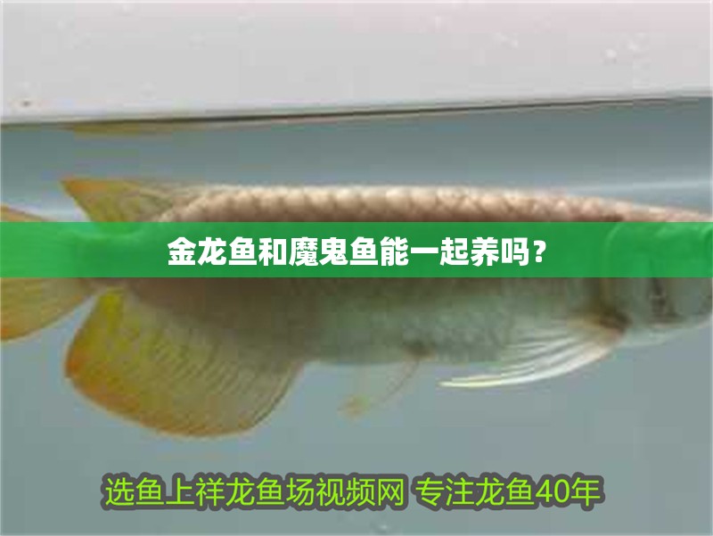金龍魚和魔鬼魚能一起養嗎？
