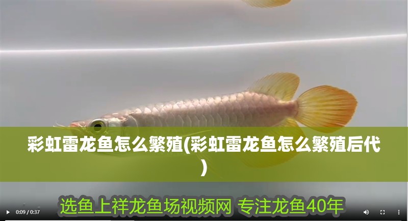 彩虹雷龍魚怎么繁殖(彩虹雷龍魚怎么繁殖后代)