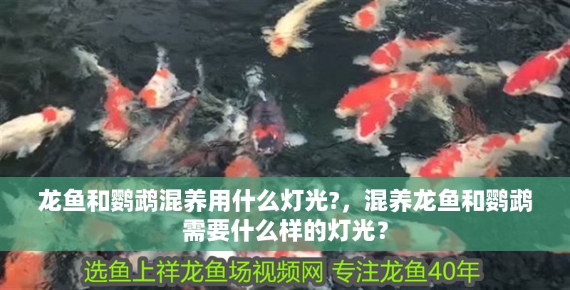 龍魚和鸚鵡混養用什么燈光?，混養龍魚和鸚鵡需要什么樣的燈光？