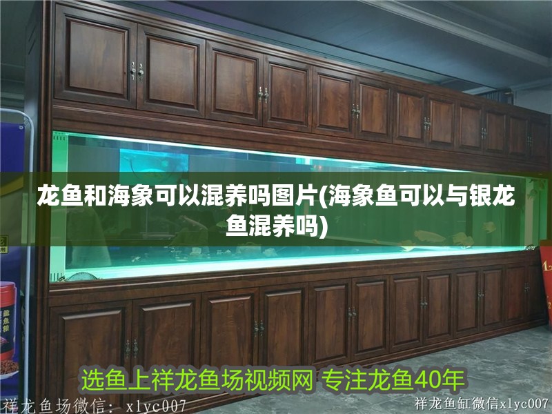 龍魚和海象可以混養嗎圖片(海象魚可以與銀龍魚混養嗎)